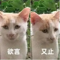 CEO-Bench