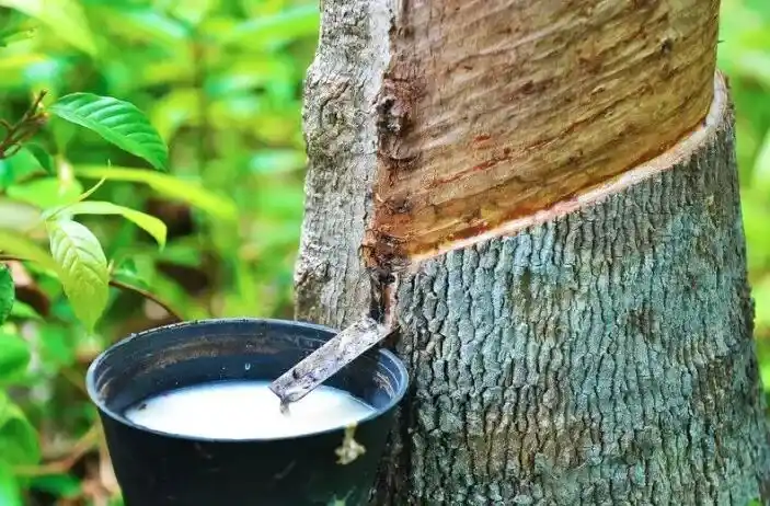 轮胎